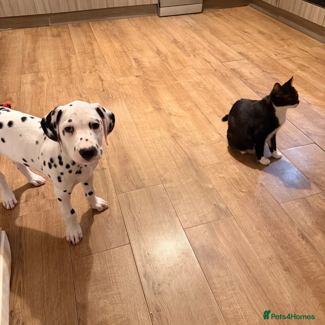 Dalmatian dogs for sale: 🐾Our Last Boy looking for forever home 🐶 💙 - Advert 39