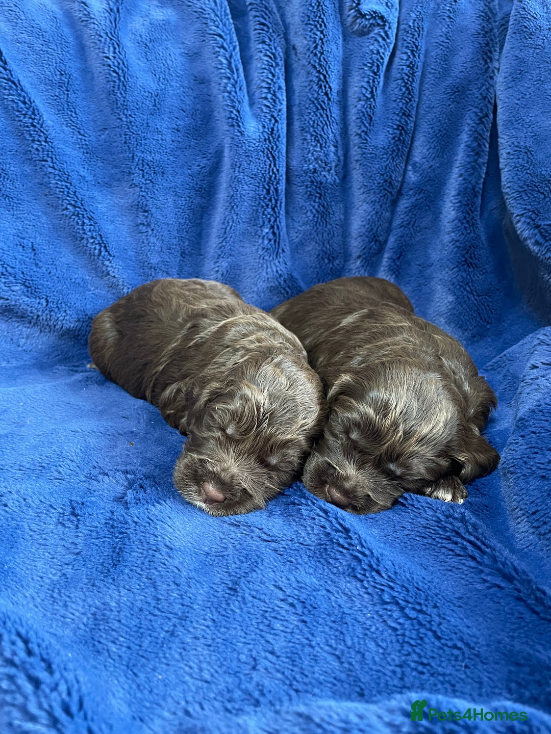 Mixed Breed dogs for sale: Australian Goldendoodles stunning litter  - Image 4