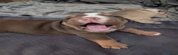 Olde English Bulldogge dogs for sale: Impeccable olde English bulldog  - Advert 14