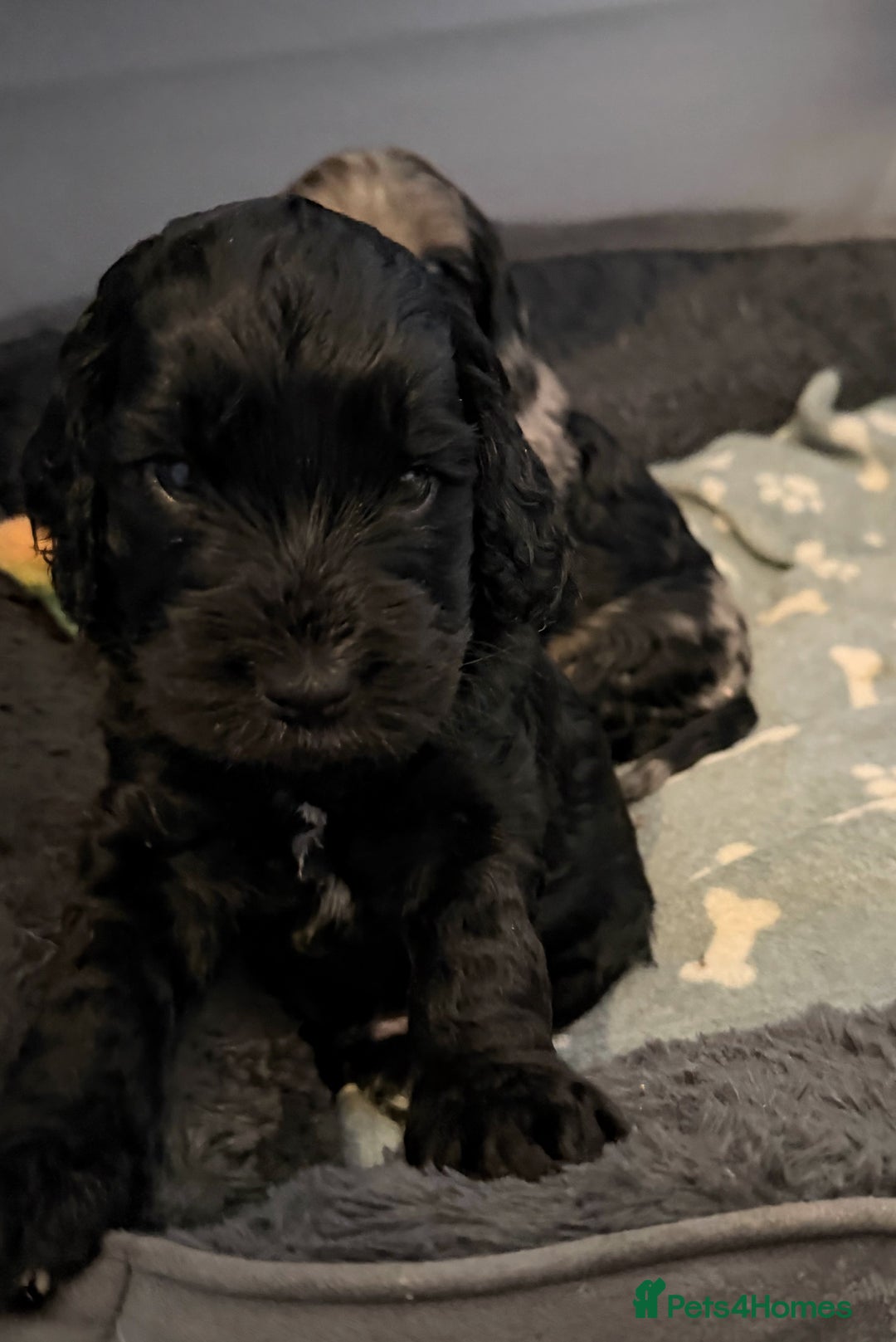 Cockapoo dogs for sale: 🐾💕 Exceptional F2 Cockapoo Puppies💕🐾 - Advert 6