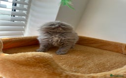 Scottish Fold cats for sale: 🦉 TOP QUALITY TICA REG SCOTTISH FOLD🦉 - Image 10