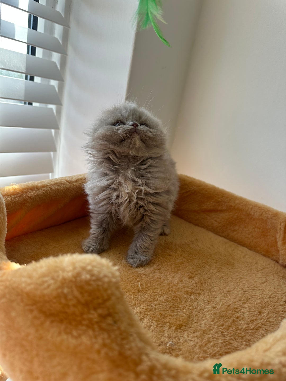 Scottish Fold cats for sale: 🦉 TOP QUALITY TICA REG SCOTTISH FOLD🦉 - Image 10