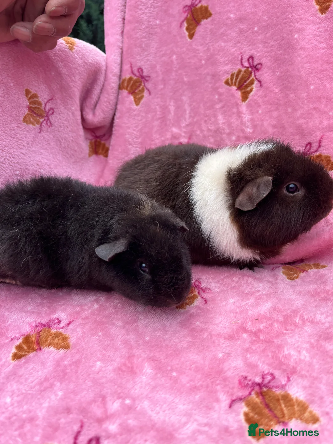 Guinea Pig rodents for sale: Baby Teddy girl  - Advert 2