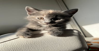 Norwegian Forest Cat cats - Advert 11