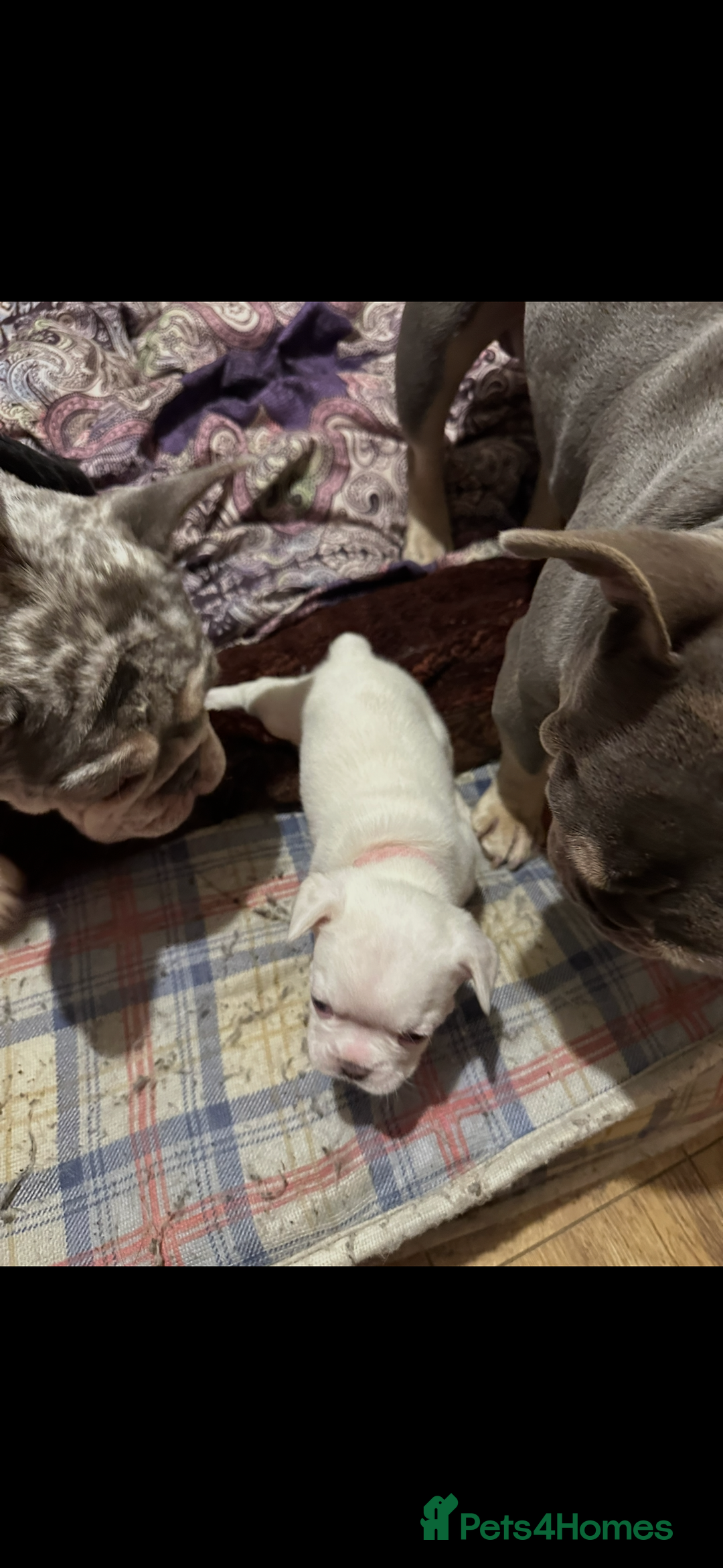 French Bulldog dogs for sale: French bulldog “fluffy” - Advert 2