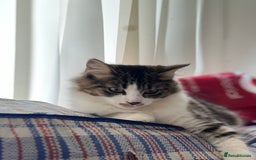 Persian cats for sale: Male Persian Tabby Cat for Sale – Friendly  - Image 3