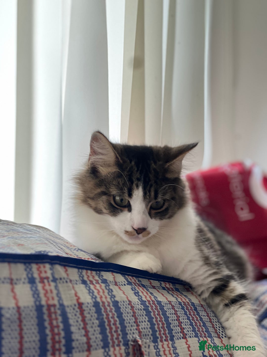 Persian cats for sale: Male Persian Tabby Cat for Sale – Friendly  - Image 3