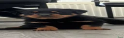 Rottweiler dogs for sale: Stunning KC Reg Old Type Rottweiler Puppies  - Advert 1