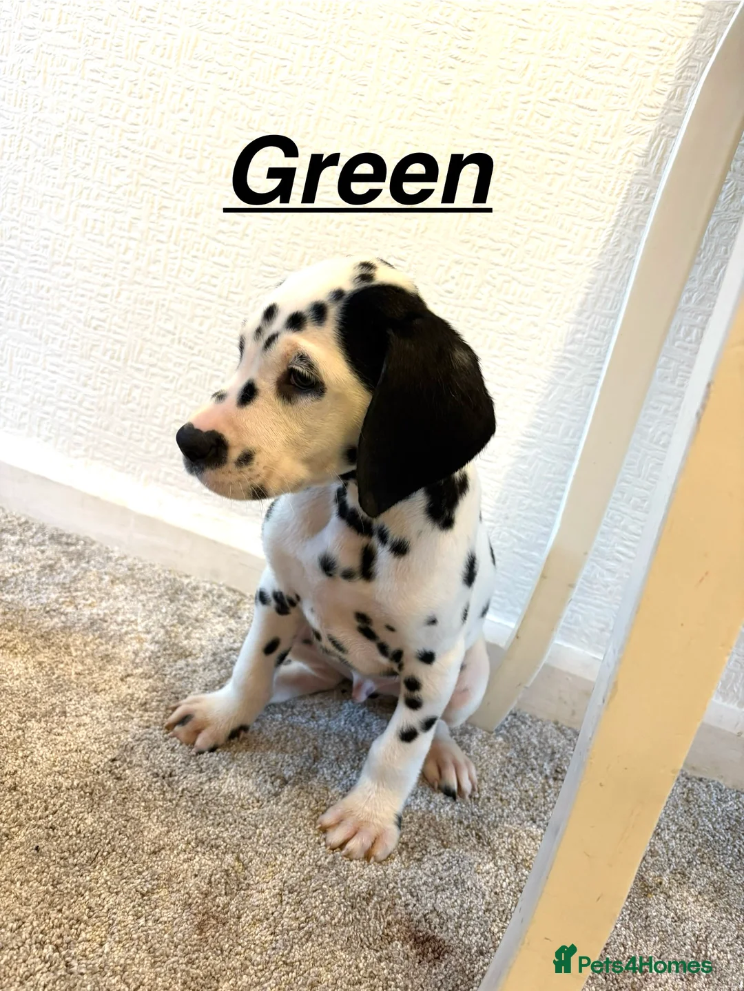 Dalmatian dogs for sale: 5 gen KC Dalmatians AVAILABLE NOW - Advert 7