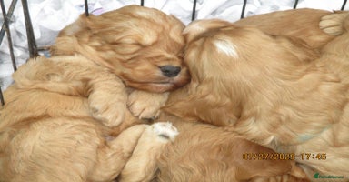 Cockapoo dogs - Advert 14