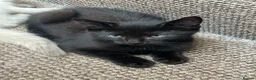 Mixed Breed cats for sale: Black half Ragdoll kittens for sale - Advert 6