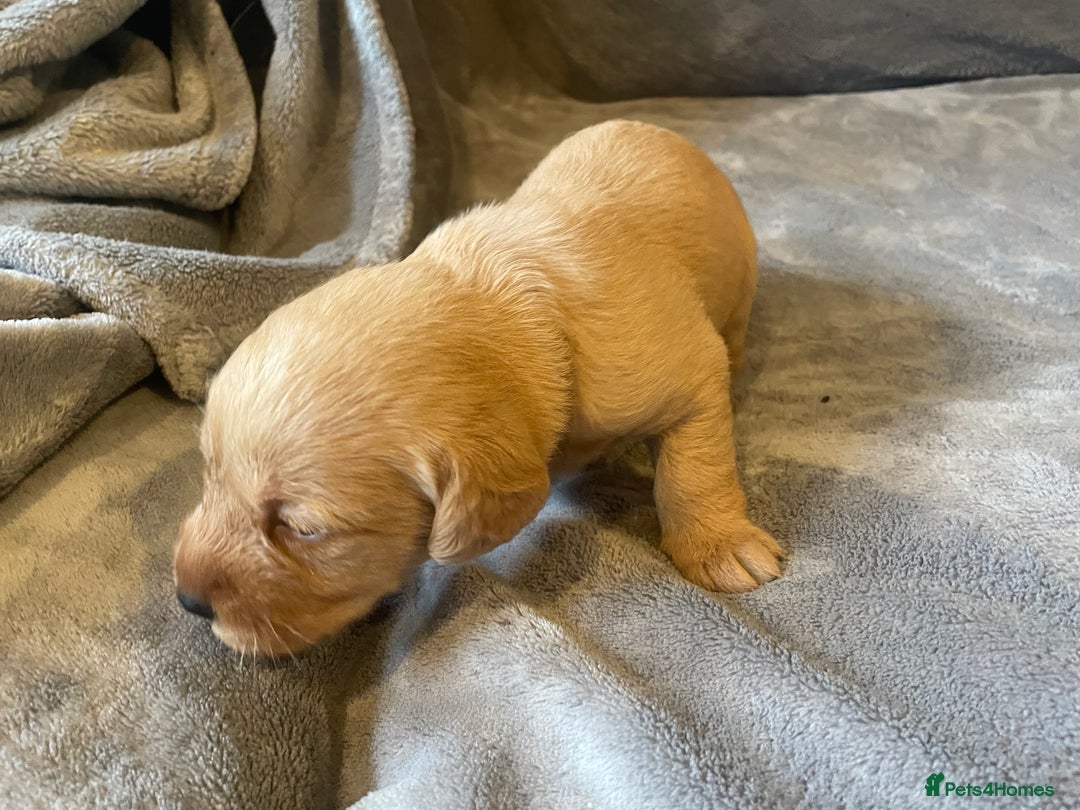 Labradoodle dogs for sale: F1b labradoodle puppies - Advert 18