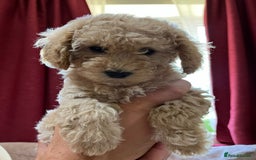 Maltipoo dogs for sale: Maltipoo/toy poodle  - Image 1