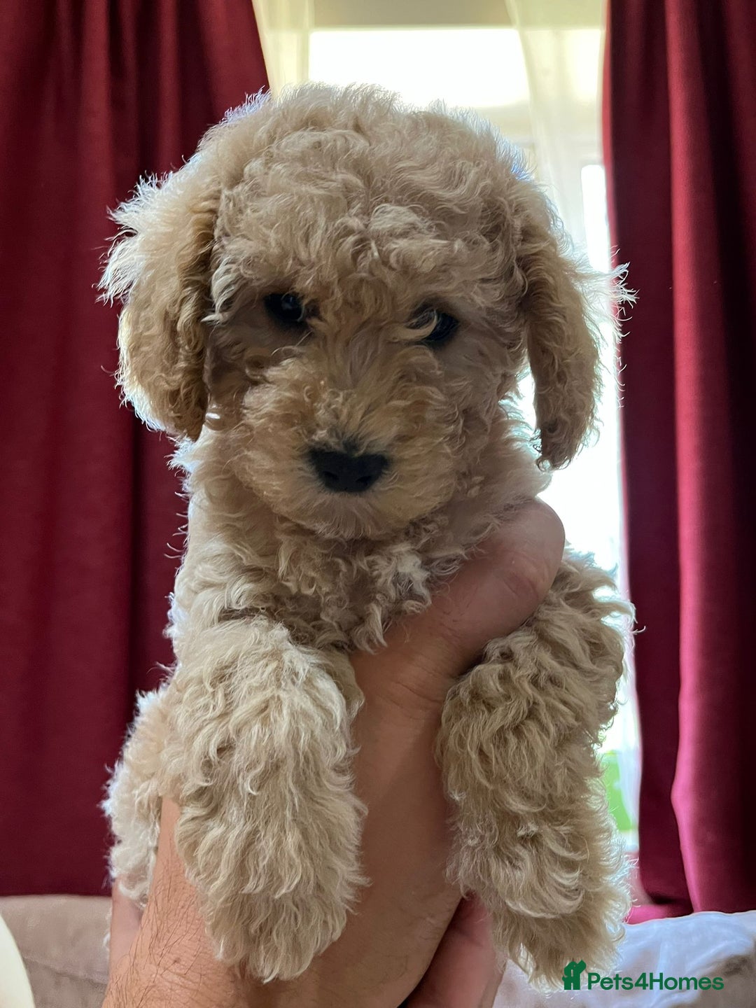 Maltipoo dogs for sale: Maltipoo/toy poodle  - Image 1