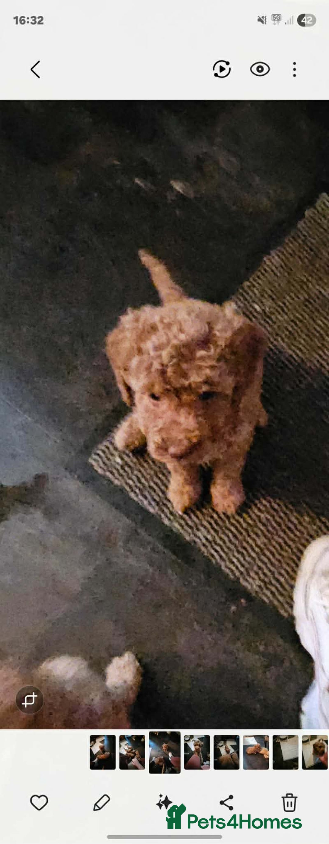 Poodle dogs for sale: miniature poodle puppies for sale (READY NOW ) - Advert 8