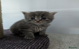 Maine Coon cats for sale: Maincoon - Image 15