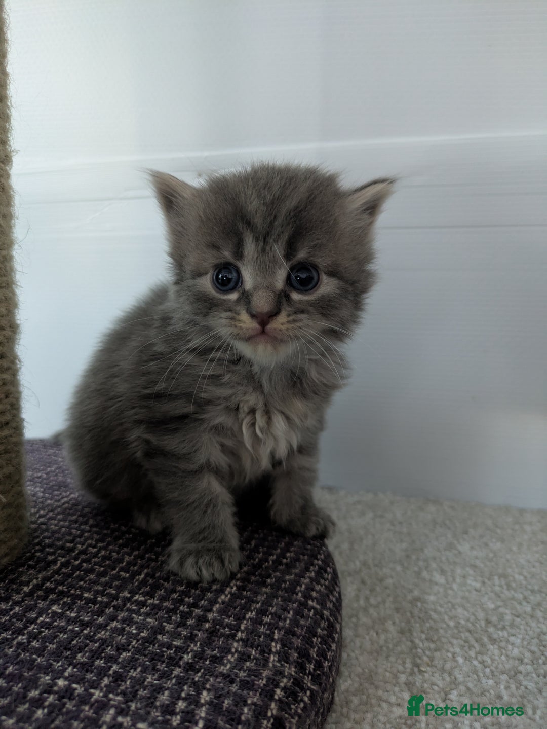 Maine Coon cats for sale: Maincoon - Image 15