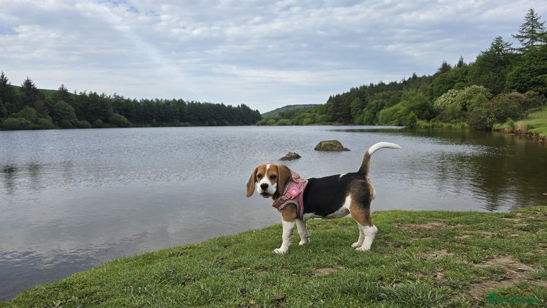 Beagle dogs for sale: Lexi  - Advert 10