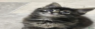 Maine Coon 2