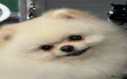 Pomeranian dogs for stud: Tiny Pomeranian (STUD)  - Image 8