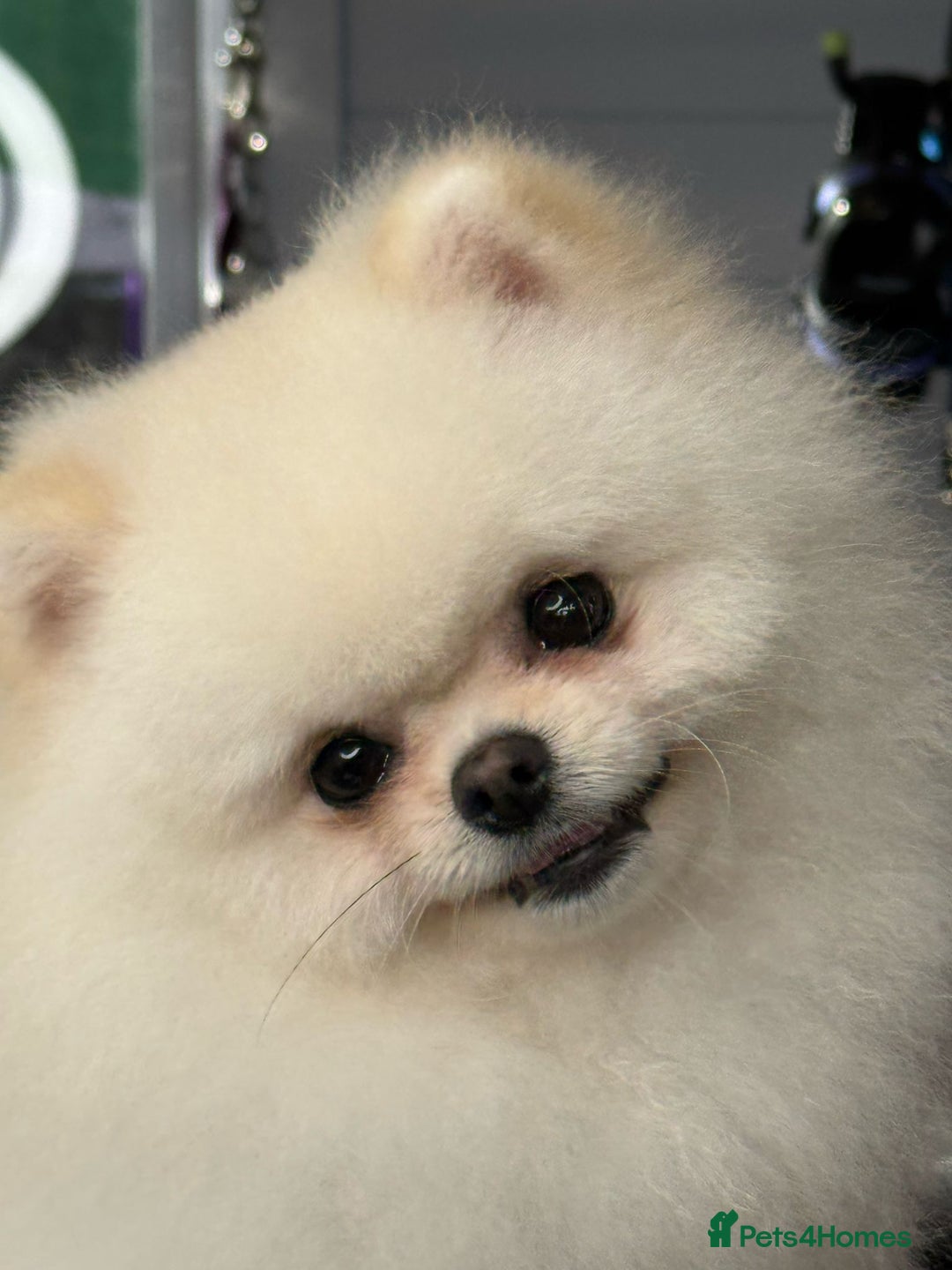 Pomeranian dogs for stud: Tiny Pomeranian (STUD)  - Image 8