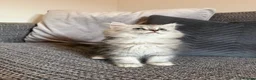 Mixed Breed cats for sale: Stunning Long Haired Chinchilla Ragdoll X Persian - Advert 29