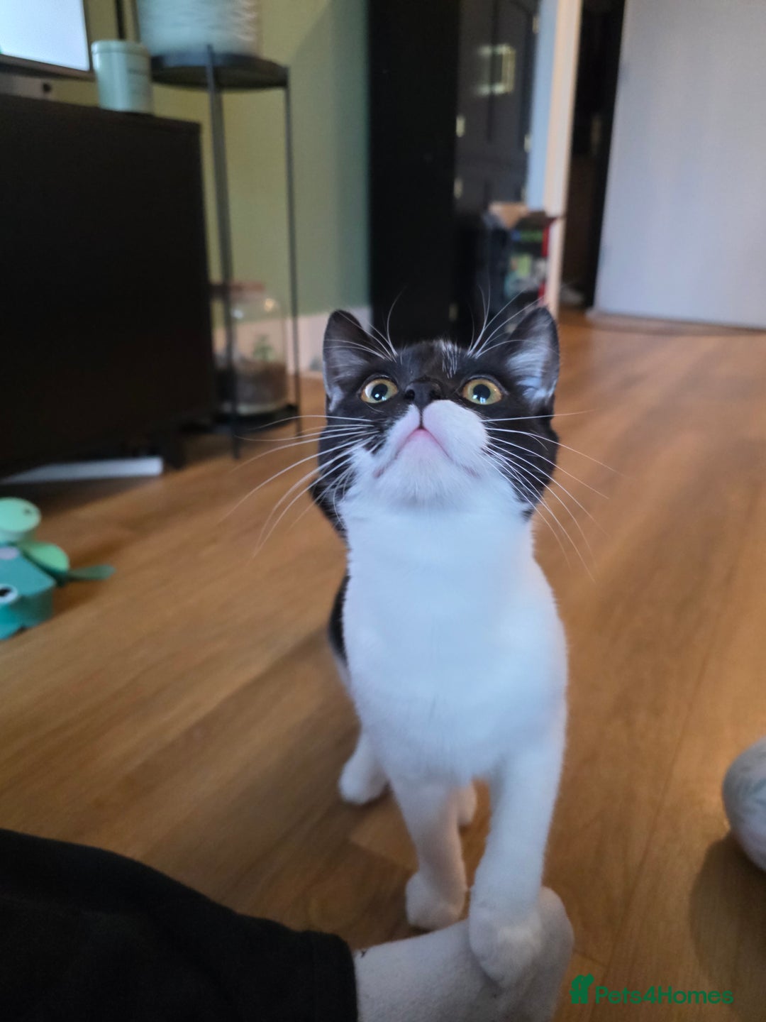 Mixed Breed cats for sale: 2 Female Kittens looking for a forever home - Advert 6