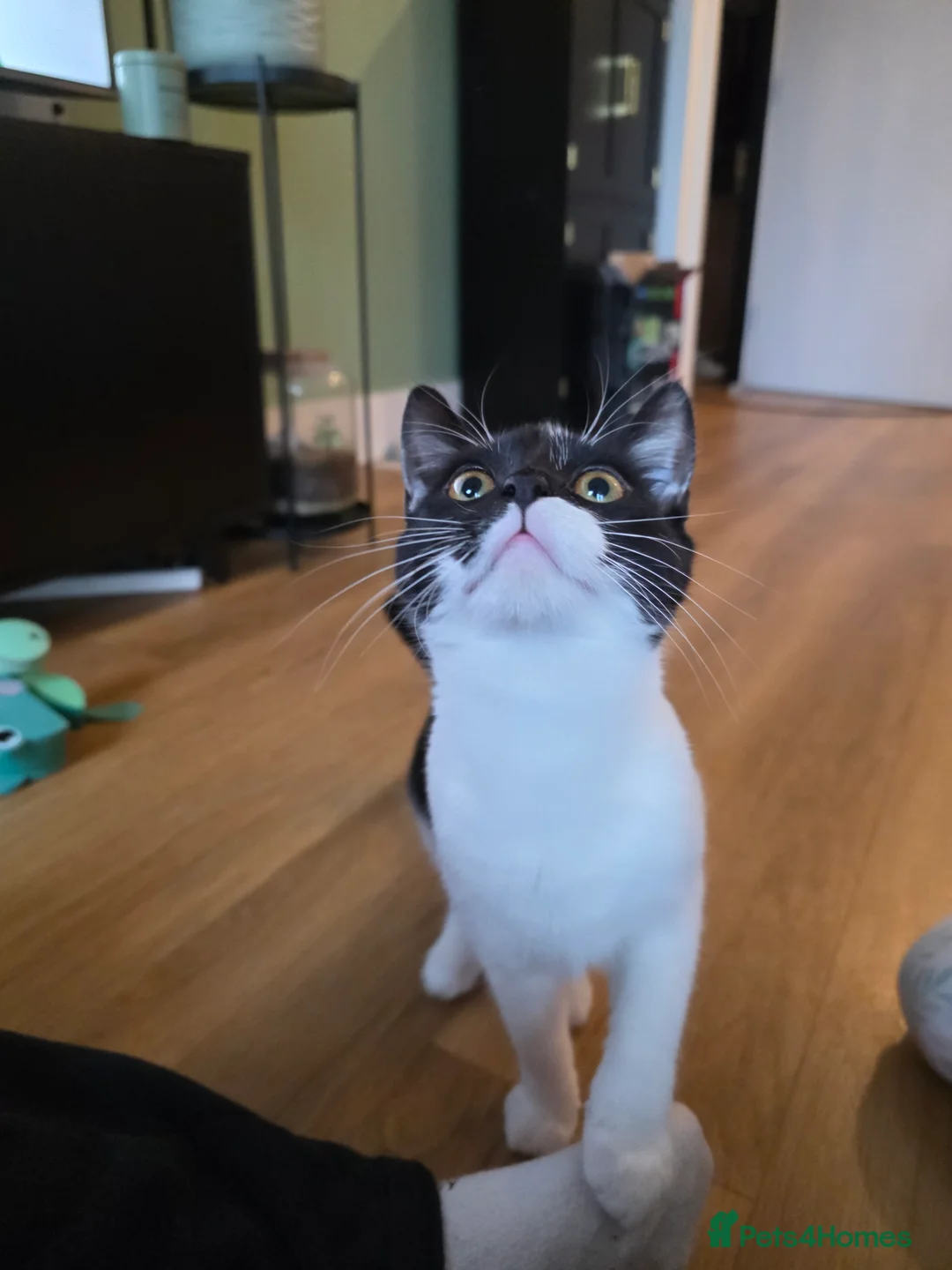 Mixed Breed cats for sale: 2 Female Kittens looking for a forever home - Advert 6