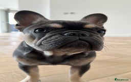 French Bulldog dogs for sale: Looking for a Loving Home for Stitch  - Image 11
