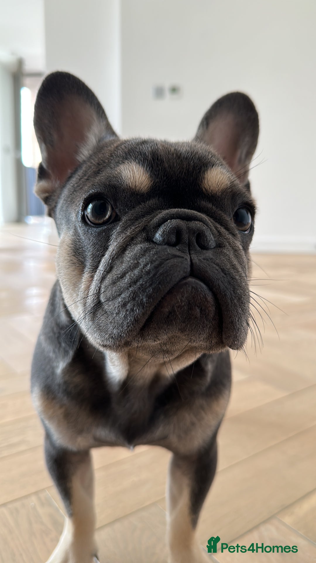 French Bulldog dogs for sale: Looking for a Loving Home for Stitch  - Image 11