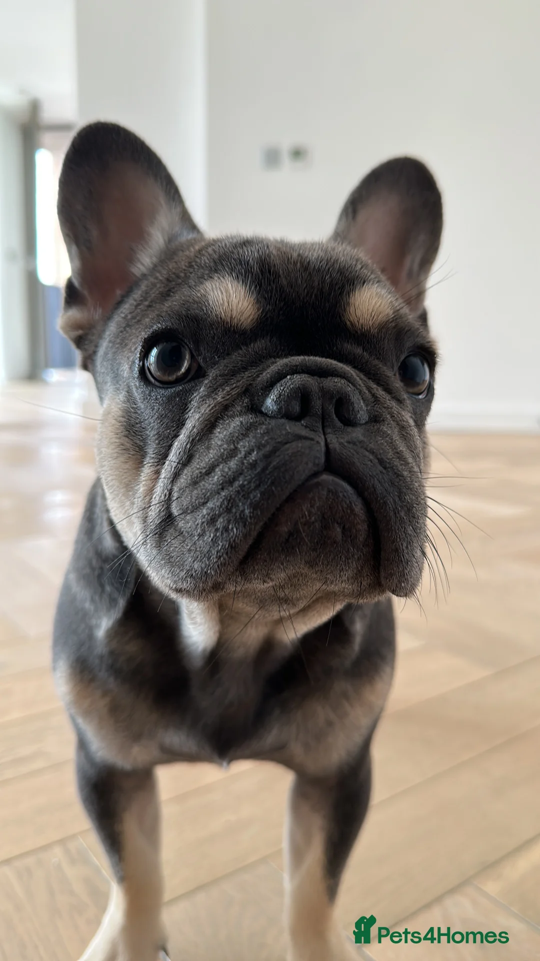 French Bulldog dogs for sale: Looking for a Loving Home for Stitch  - Advert 11