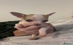 Chihuahua dogs for sale: 3 female and 1 male chihuahua puppies.  - Image 13