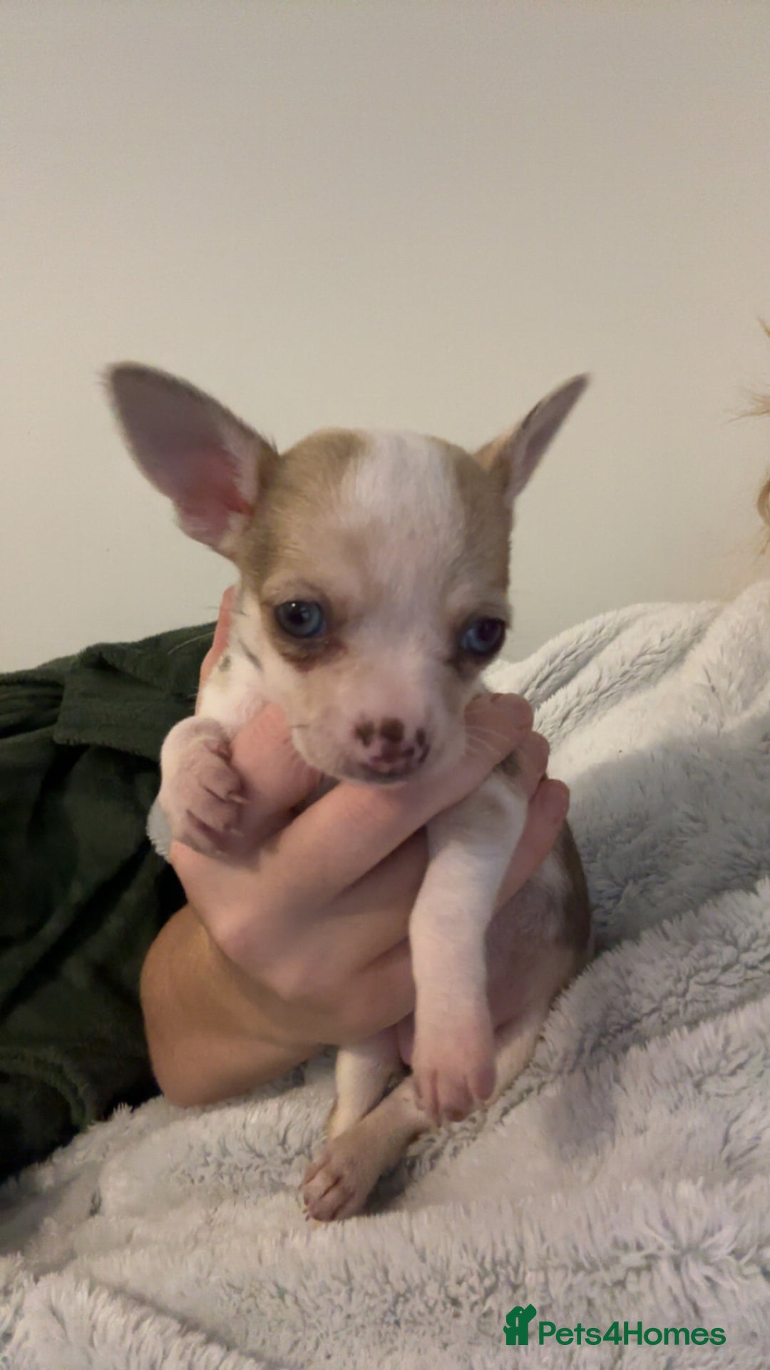 Chihuahua dogs for sale: 3 female and 1 male chihuahua puppies.  - Image 13