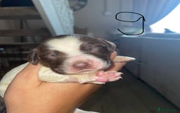Sprocker dogs for sale: Sprocker puppys - Image 18