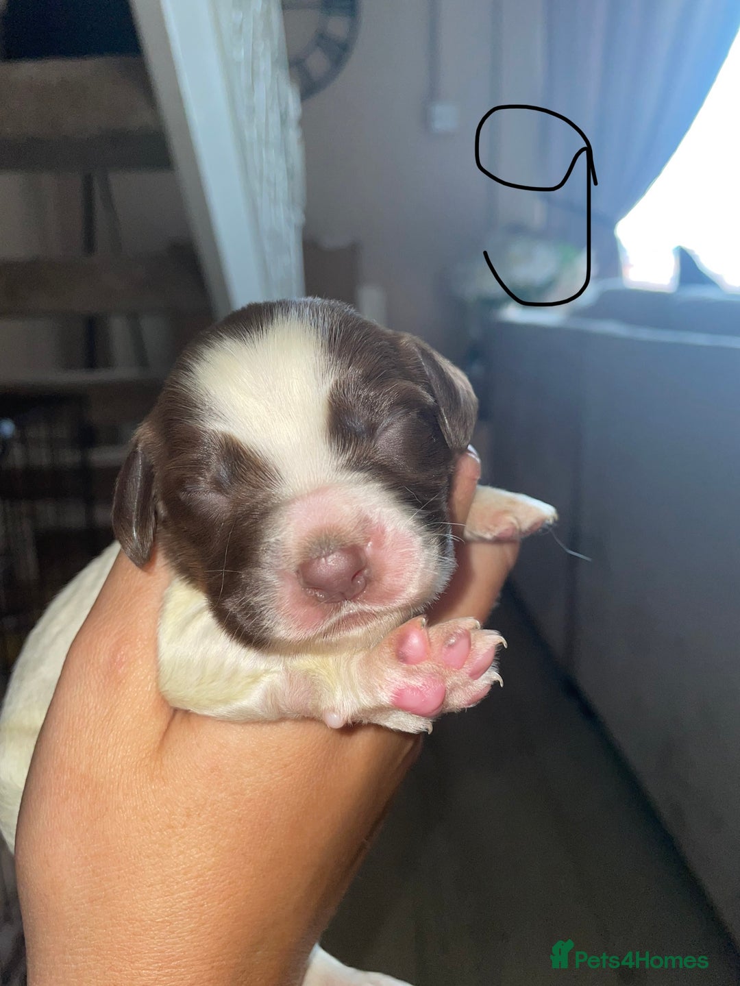 Sprocker dogs for sale: Sprocker puppys - Image 18