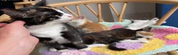 Mixed Breed cats for sale: Stunning cuddly kittens for forever homes - Advert 10