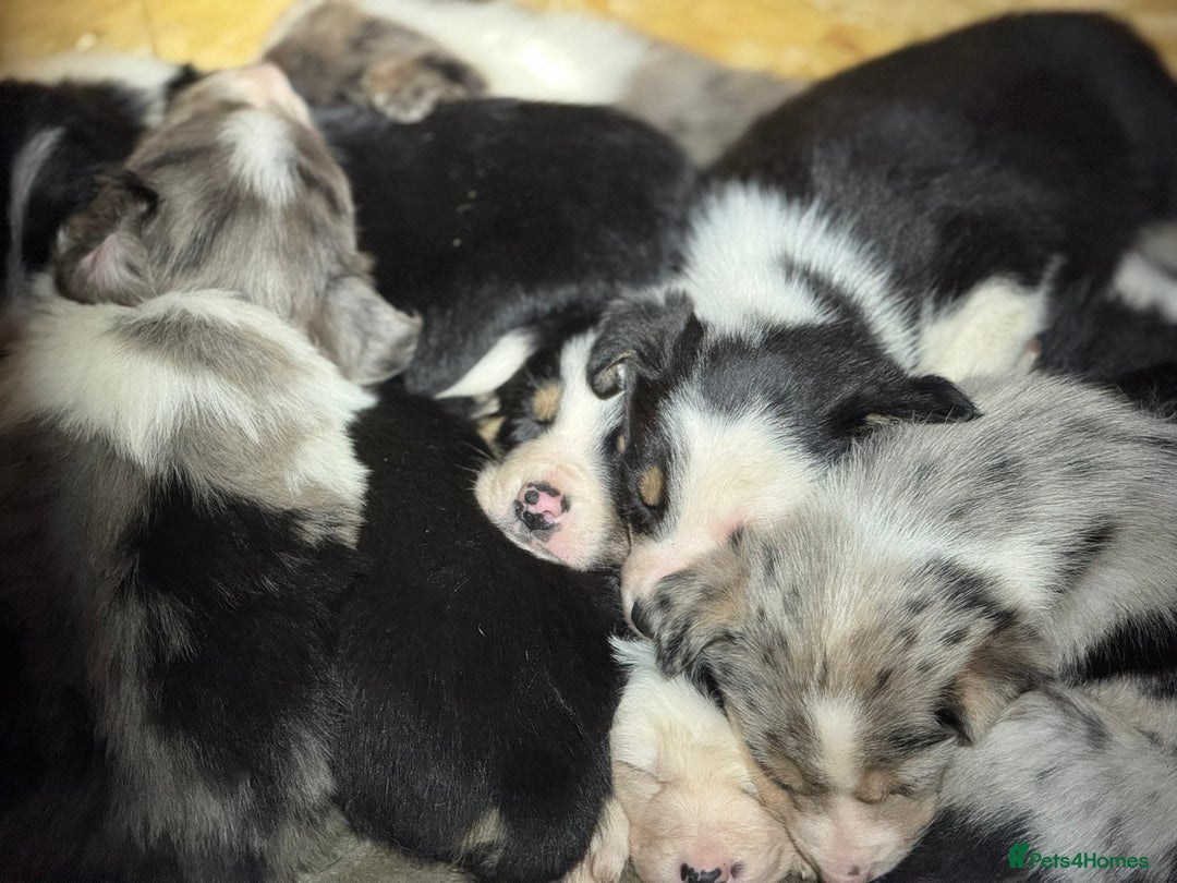 Border Collie dogs for sale: Gorgeous Collie Pups Mum ISDS Reg by Derwen Doug - Advert 11