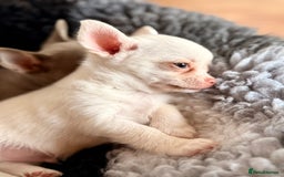 Chihuahua dogs for sale: XS Chocolate and Tan wrapped in Cream Boy  - Image 2