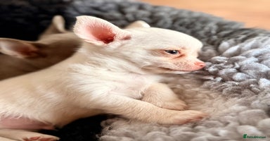 Chihuahua dogs - Advert 6