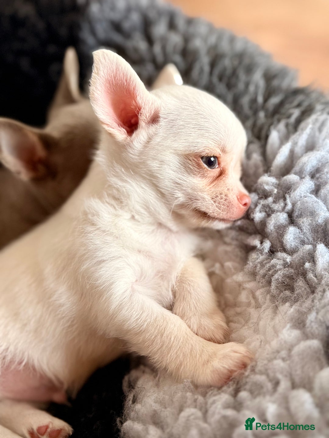 Chihuahua dogs for sale: XS Chocolate and Tan wrapped in Cream Boy  - Image 2