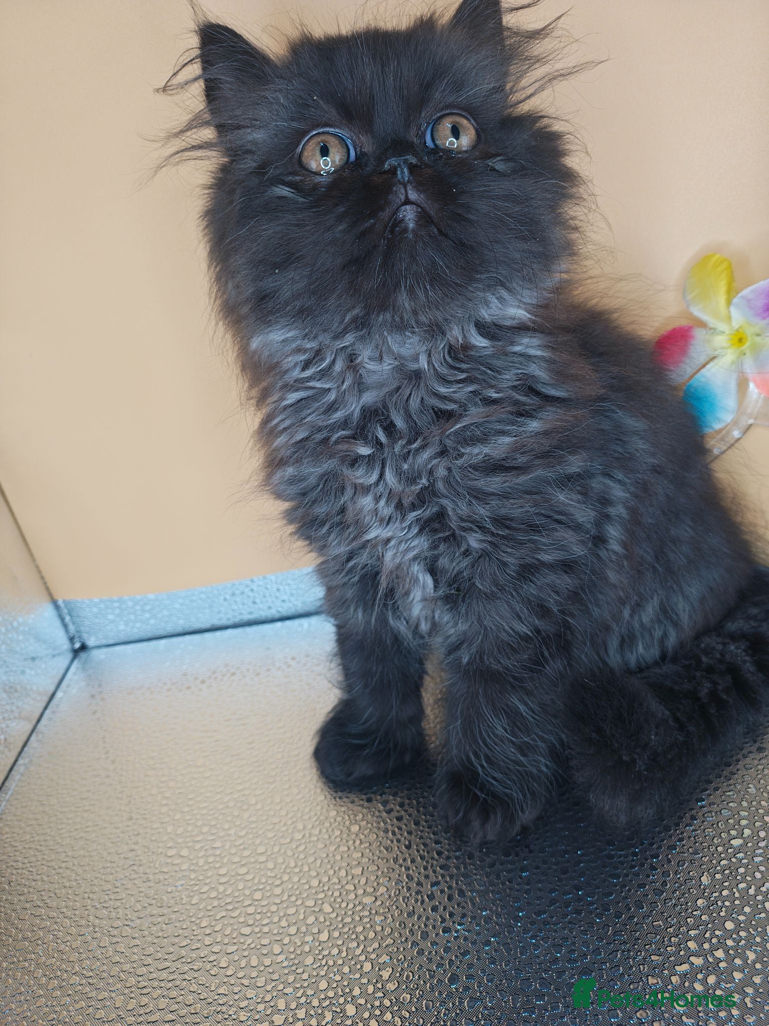 Persian cats Pure Persian long hair kitten  - Advert 2