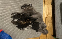 Mixed Breed cats for sale: Half maincoon half domestic tom - Image 8
