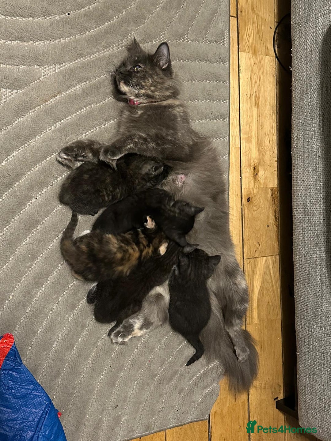 Mixed Breed cats for sale: Half maincoon half domestic tom - Image 8