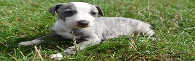 Whippet 5