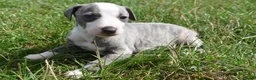 Whippet dogs for sale: Beautiful Pedigree Whippet Puppies.  in Boston - Advert 5