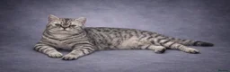 British Shorthair cats for sale: Big sylver  - Advert 4
