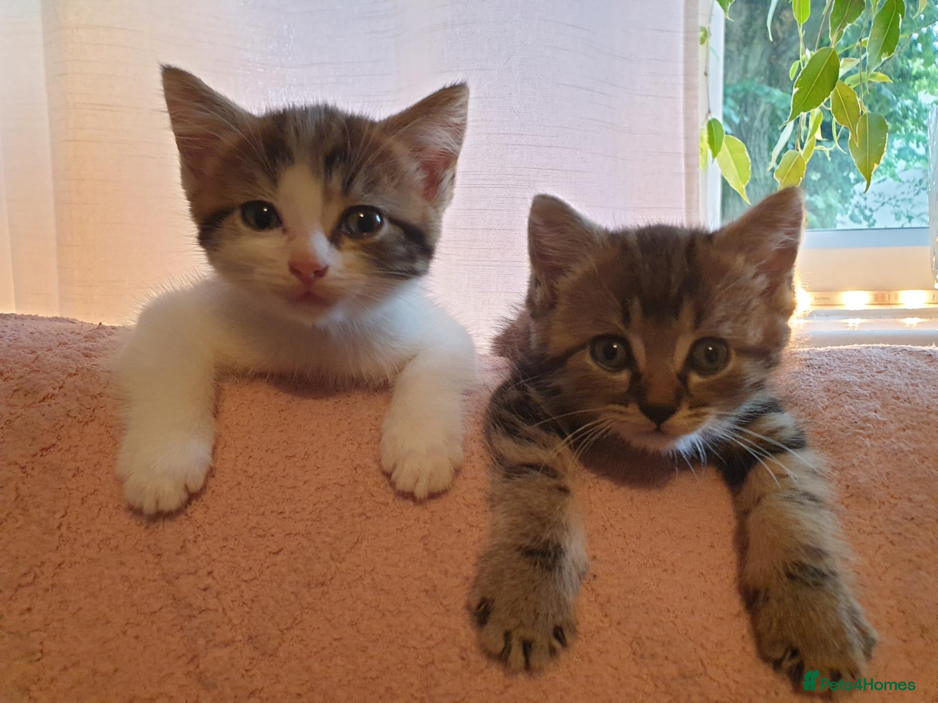 Mixed Breed cats Beautiful Male Kittens  - Advert 6