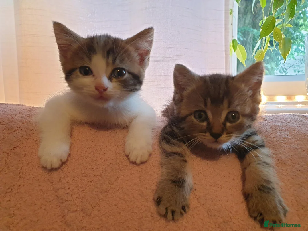 Mixed Breed cats for sale: Beautiful Male Kittens  - Advert 1