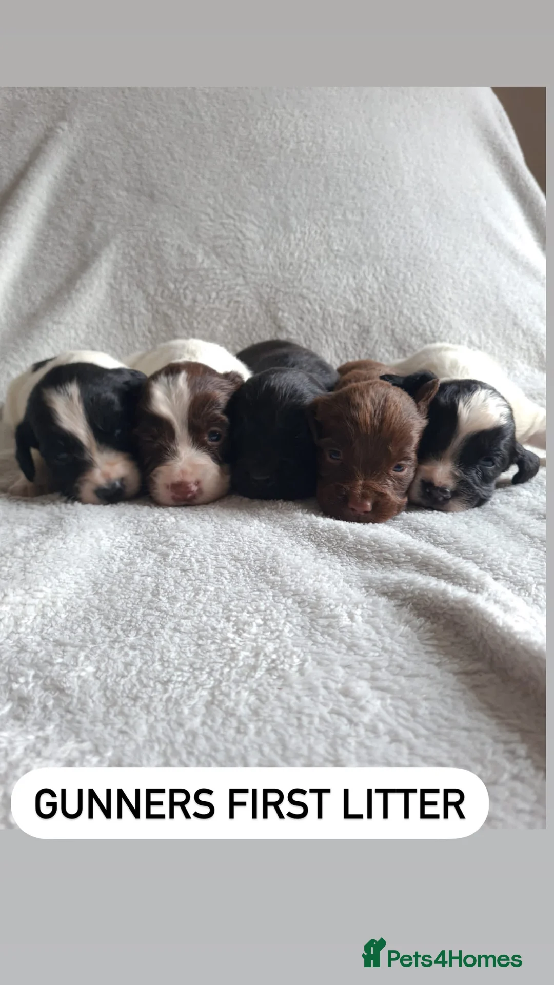 English Springer Spaniel dogs for stud: Proven Liver & White English Springer Spaniel Stud in Swansea - Advert 8