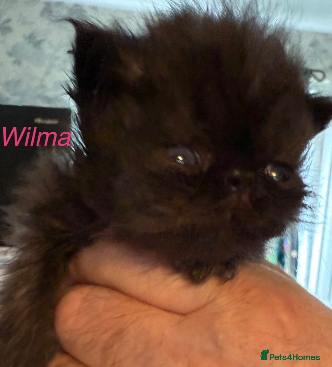 Persian cats for sale: Gorgeous Persians gccf registered pkd neg   - Image 27